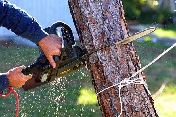 Best Fruit Tree Pruning  in Boyne City, MI