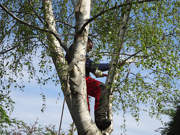 How Our Tree Care Process Works  in  Boyne City, MI